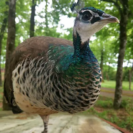 La Grande Arche De Gaia * Saussens