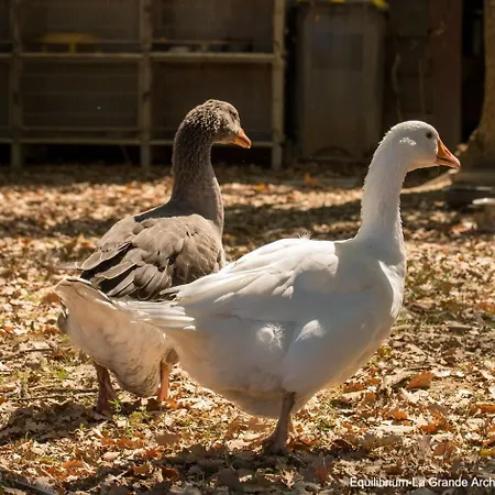 La Grande Arche De Gaia Bed and breakfast *
